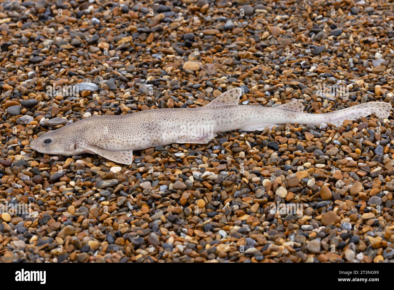 Lesser Spotted Dogfish (Scyliorhinus canicula) dead on beach Norfolk October 2023 Stock Photo
