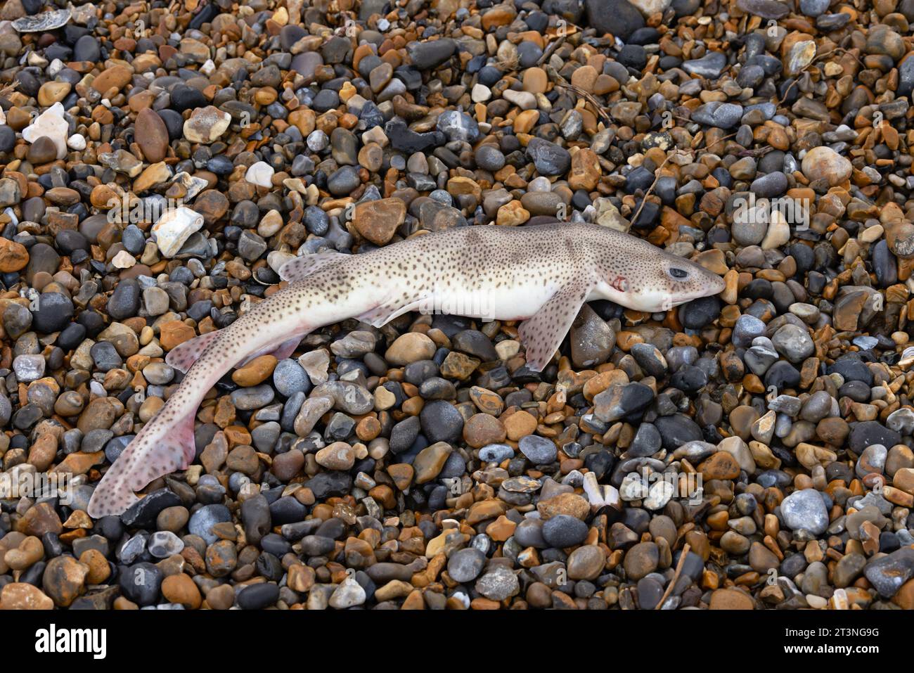 Lesser Spotted Dogfish (Scyliorhinus canicula) dead on beach Norfolk October 2023 Stock Photo