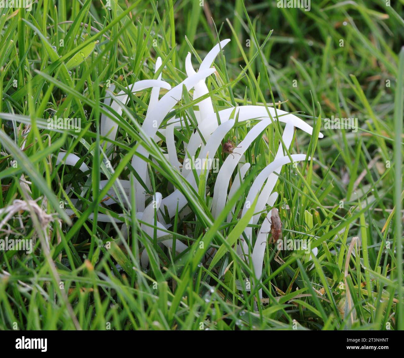 Clavaria fragilis - White Spindles Stock Photo
