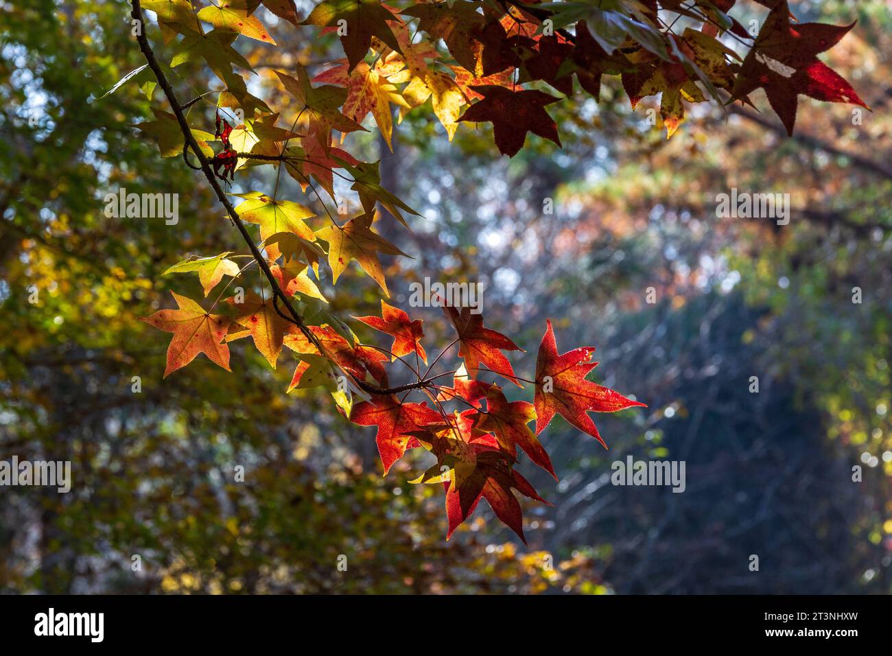 Beautiful scenery of the forest with autumn foliage Stock Photo - Alamy