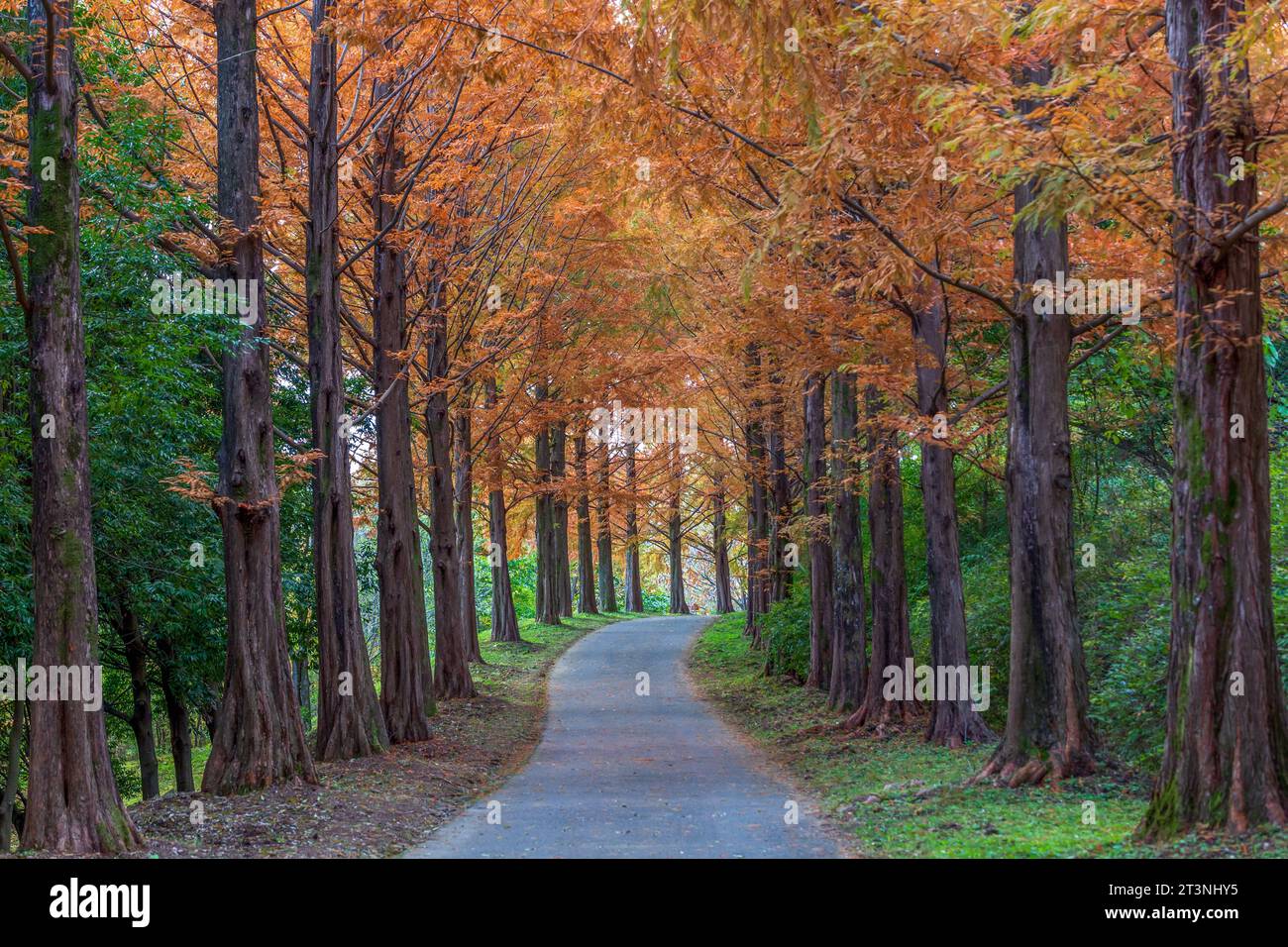 Beautiful scenery of the forest with autumn foliage Stock Photo - Alamy