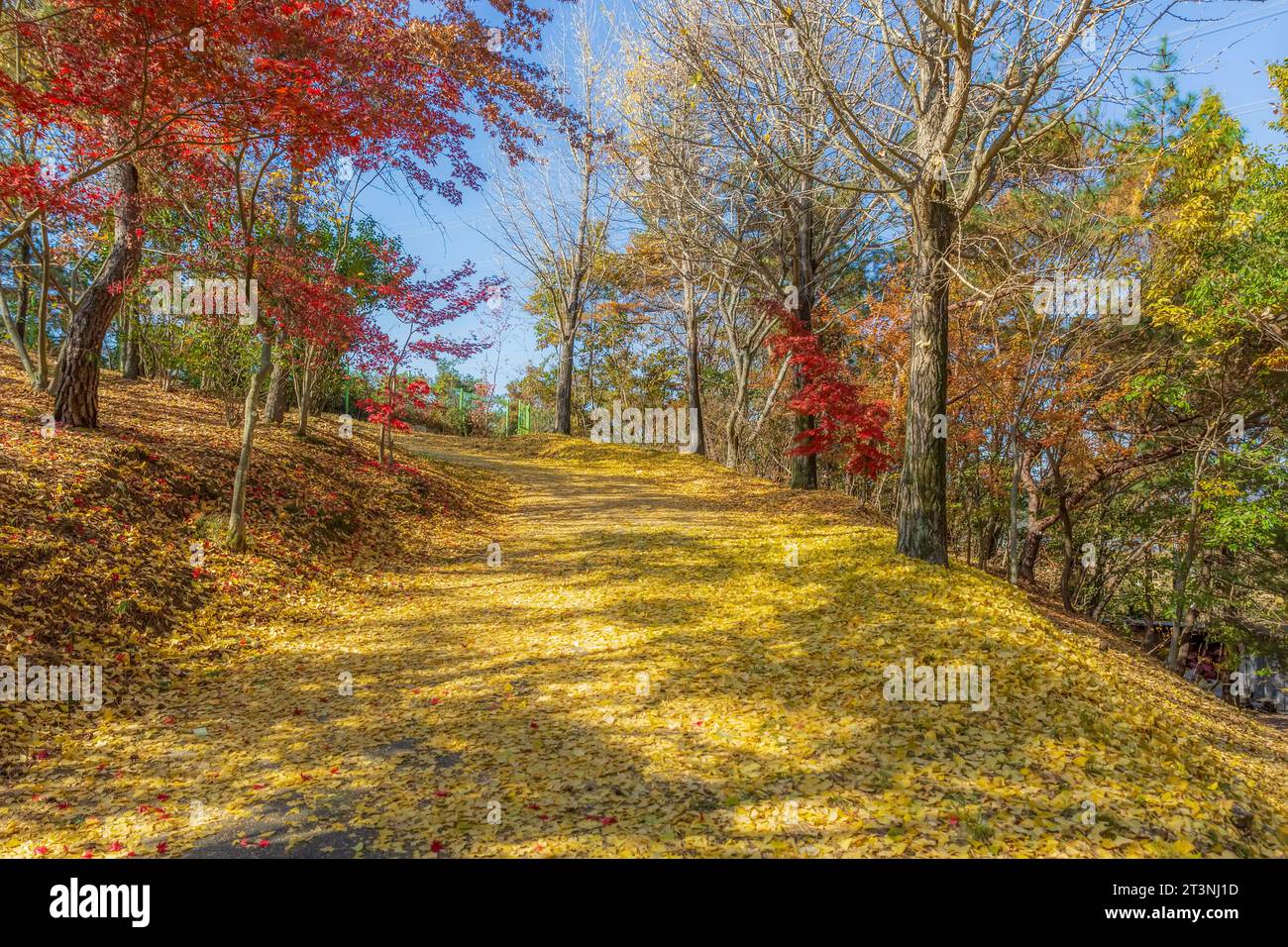 Beautiful scenery of the forest with autumn foliage Stock Photo - Alamy