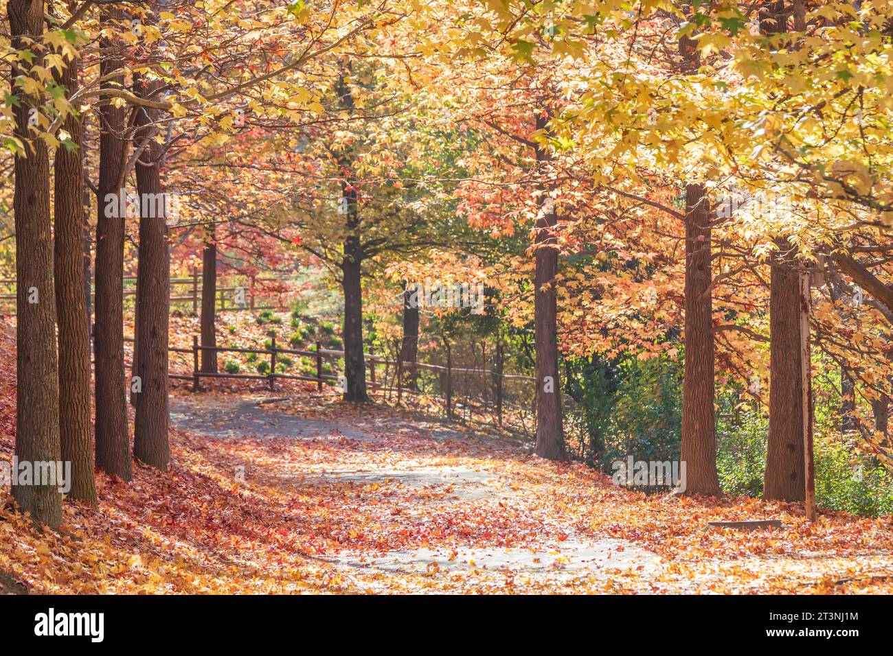 Beautiful scenery of the forest with autumn foliage Stock Photo - Alamy