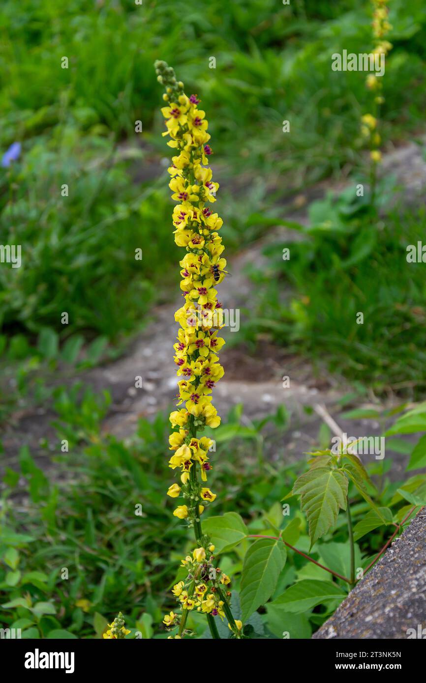 Bright beautiful inflorescence of the mullein plant, a type of ...