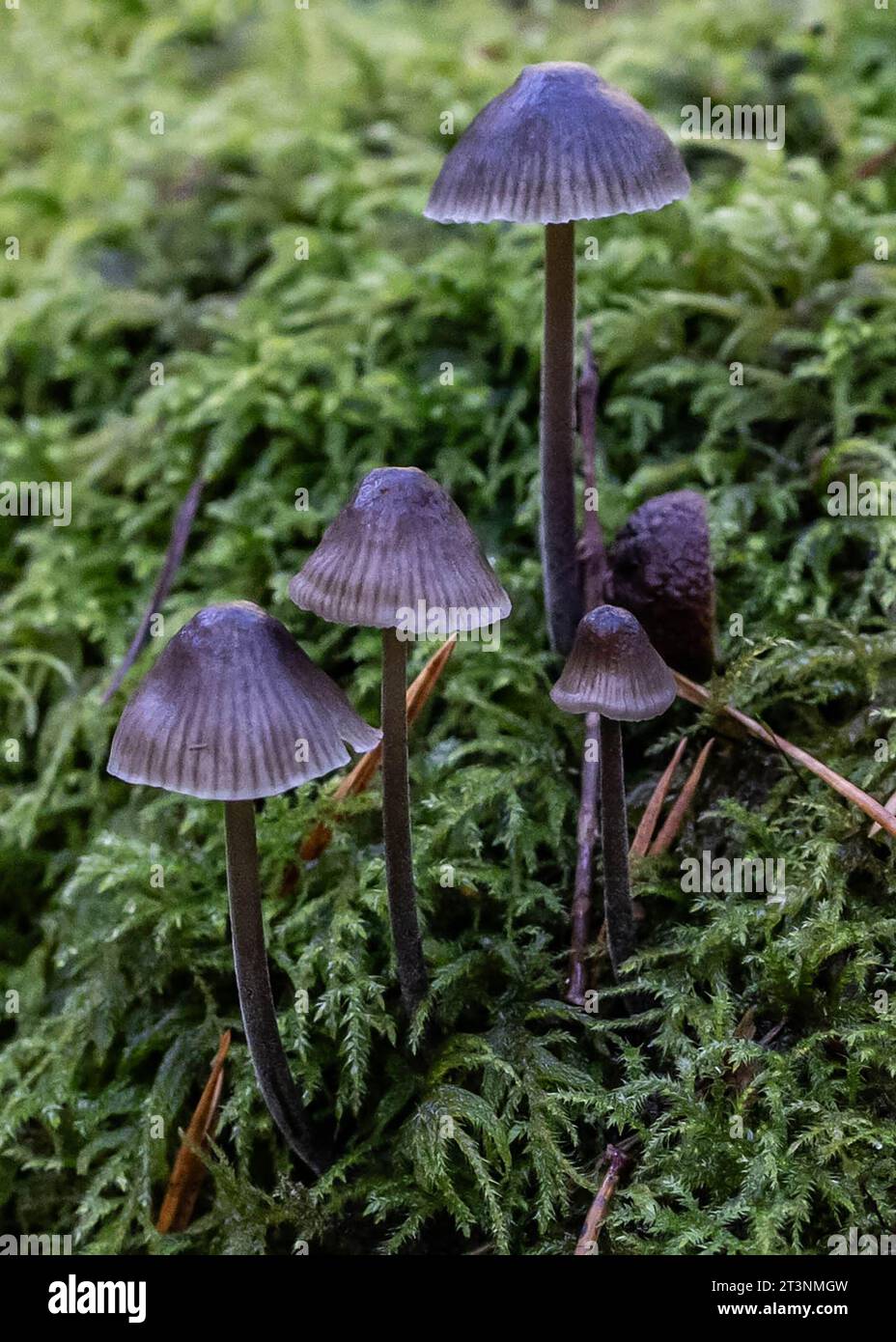 Cluster of mushrooms in moss Stock Photo