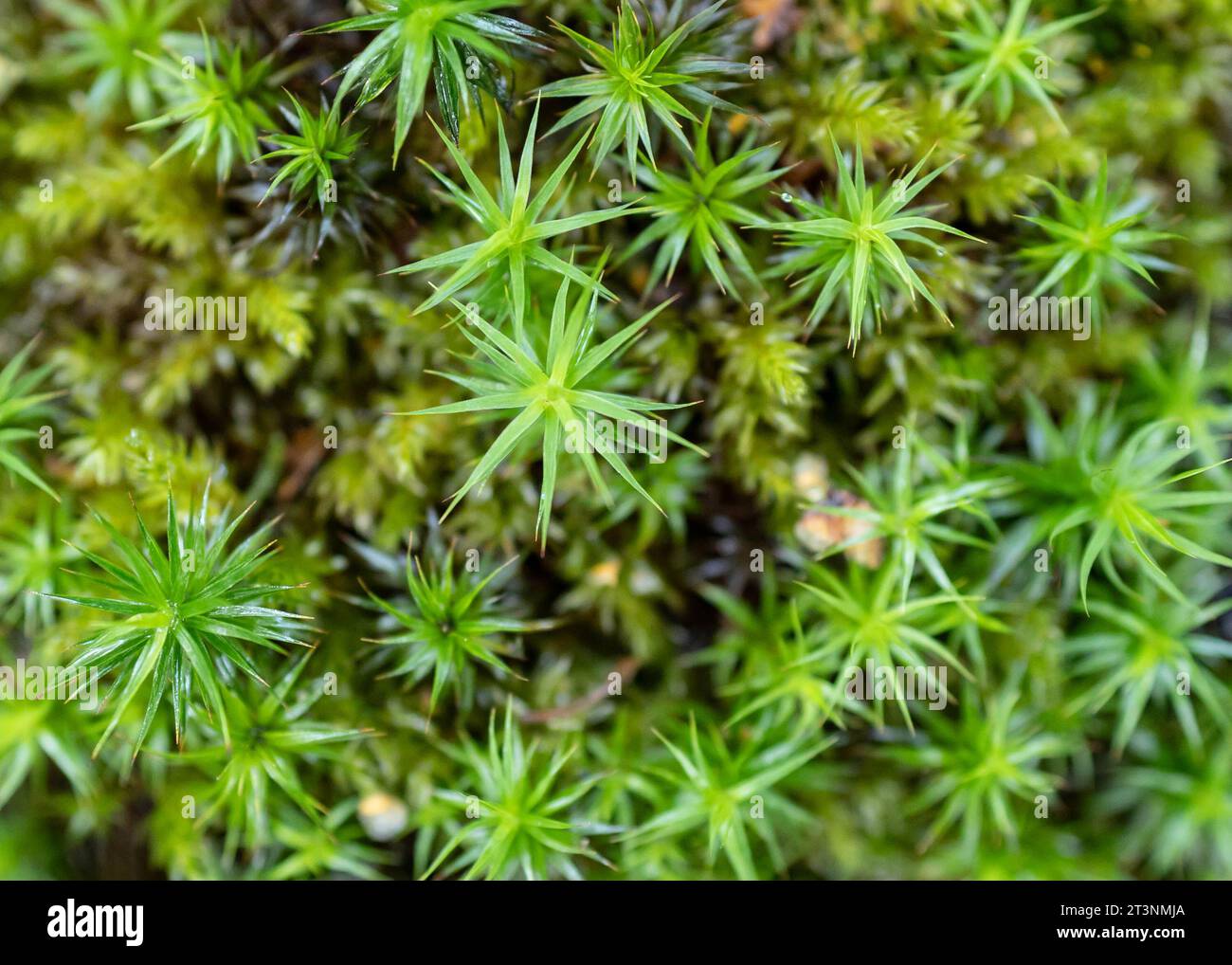 Spiked plants viewed from above Stock Photo