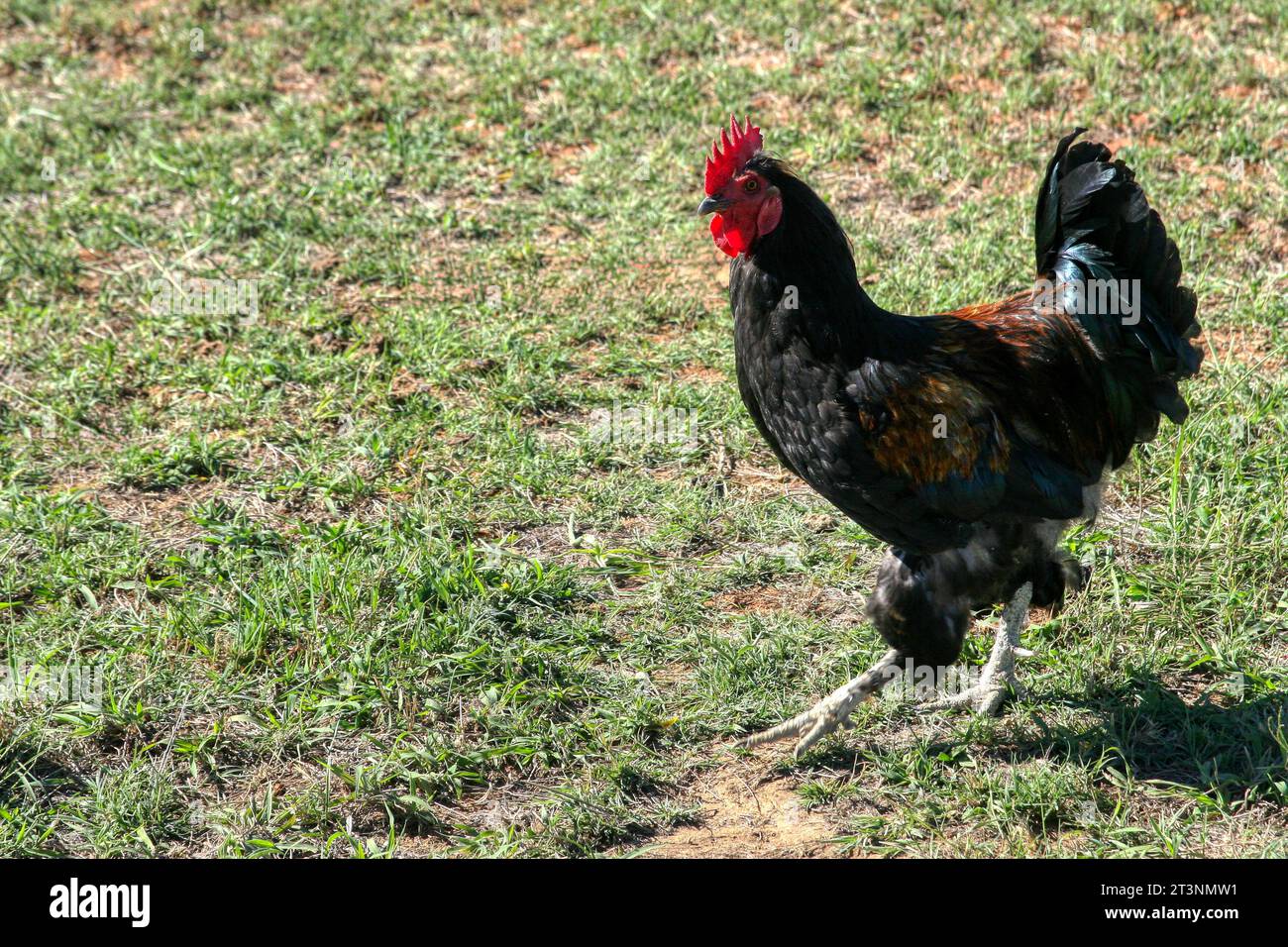 free range roster roaming in the yard with green grass Stock Photo - Alamy