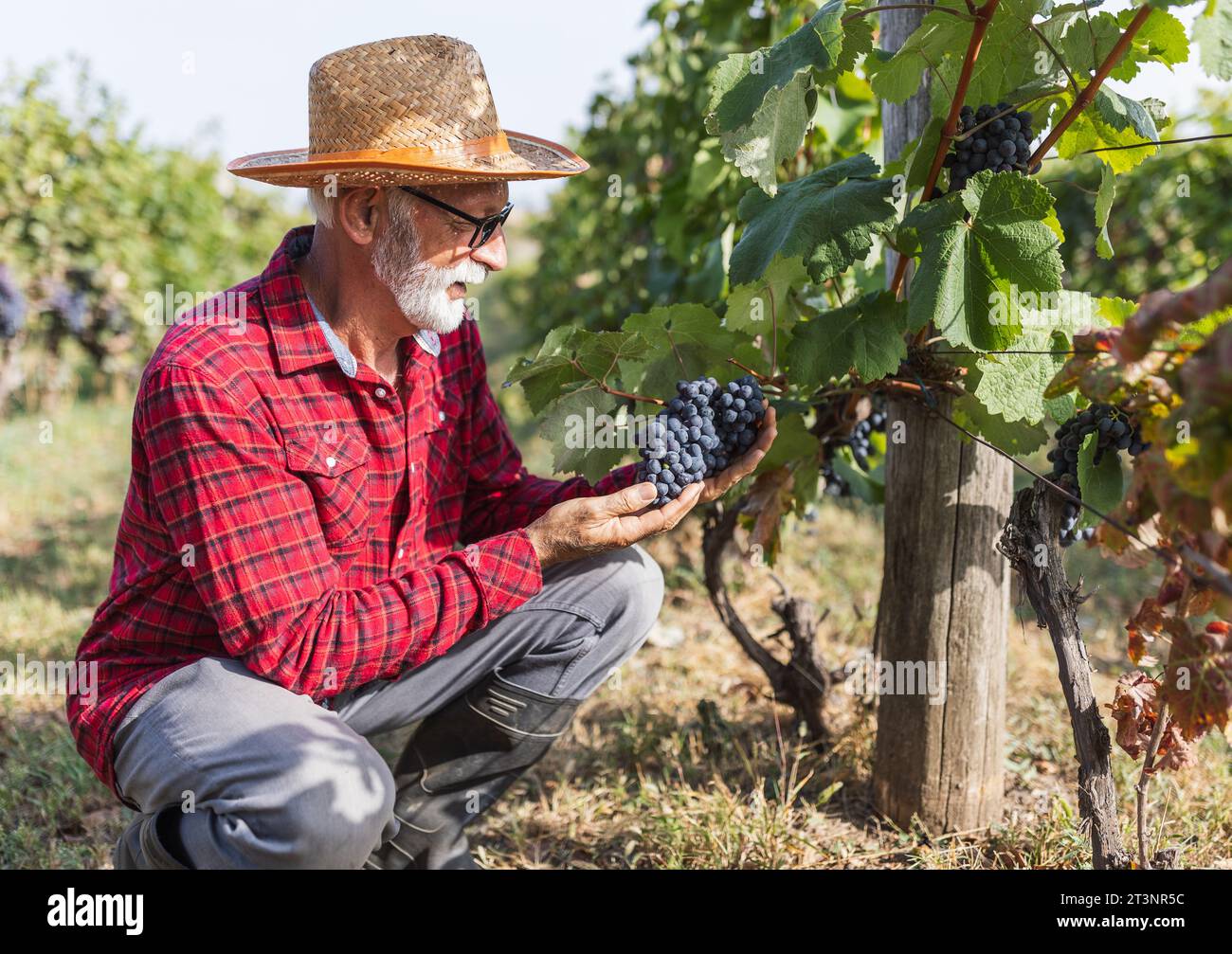 Portrait of satisfied senior farmer checking  grape quality before harvest Stock Photo