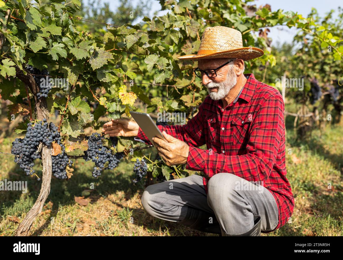 Satisfied senior farmer looking at tablet and checking grape quality before harvest Stock Photo