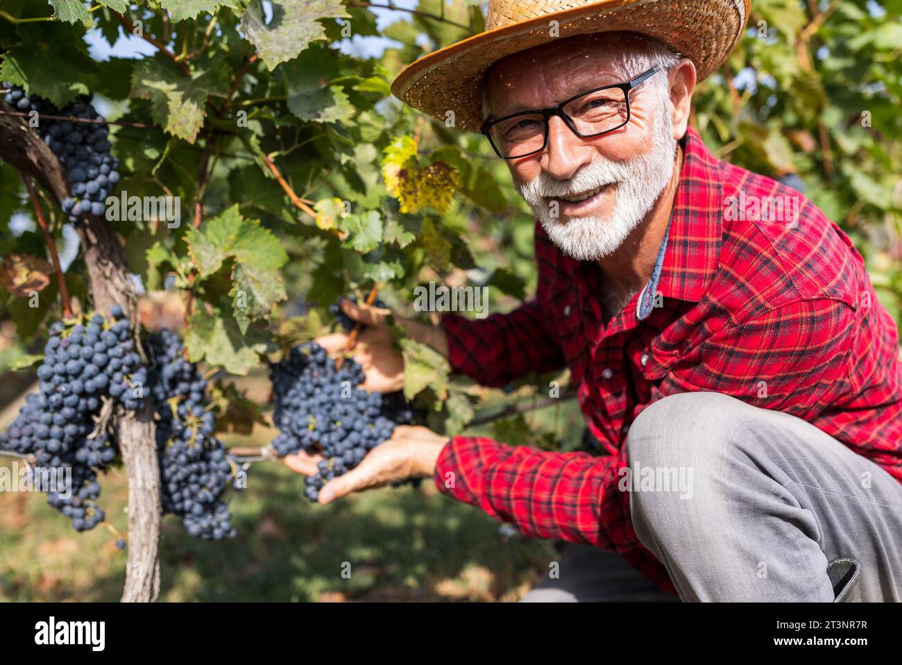 Portrait of satisfied senior farmer checking  grape quality before harvest Stock Photo