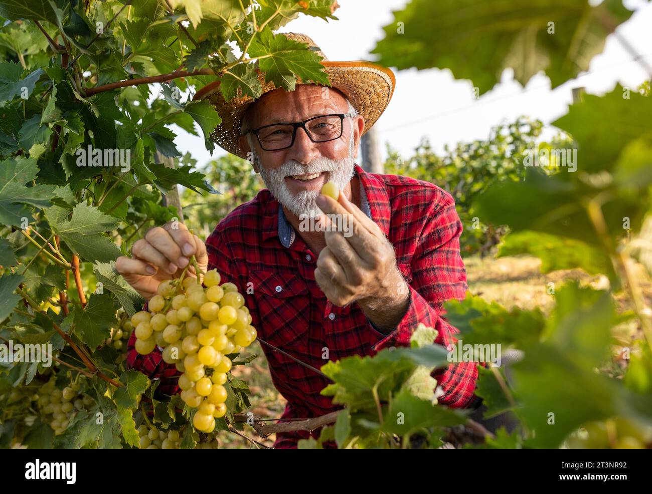 Satisfied senior farmer checking white grape quality before harvest Stock Photo