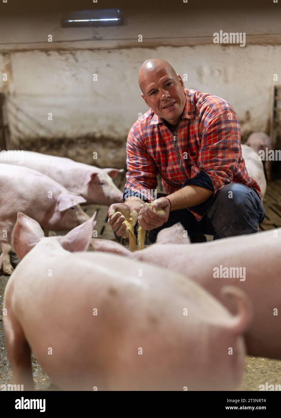 Farmer crouching between pigs in pigpen and holding dry feed concentrate in hands Stock Photo