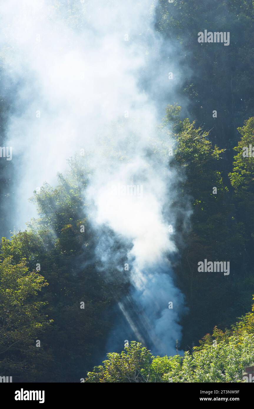 Bonfire smoke rising through trees - John Gollop Stock Photo