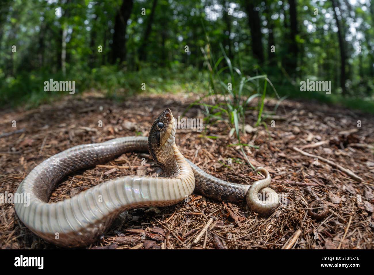 Grass snake playing dead hi-res stock photography and images - Alamy