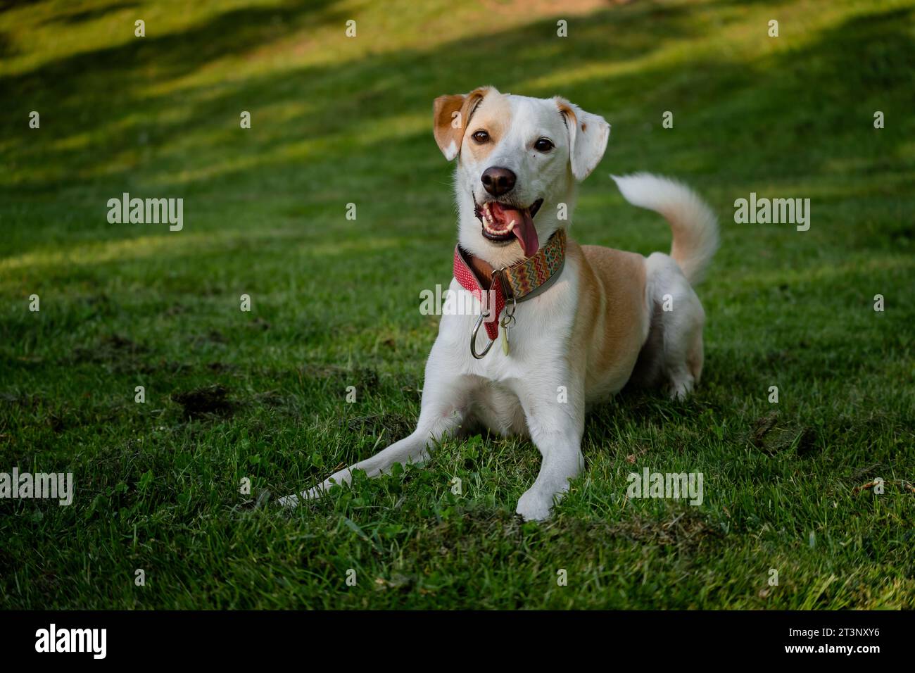 Happy adult female dog lying on the green grass in a park in Madrid Stock Photo