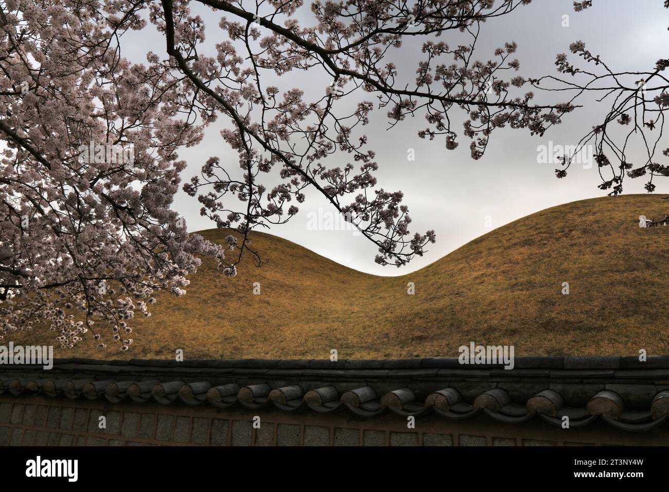 Gyeongju, South Korea. Cherry blossom spring season. Cherry blossoms over historic Silla kingdom burial mounds. Stock Photo