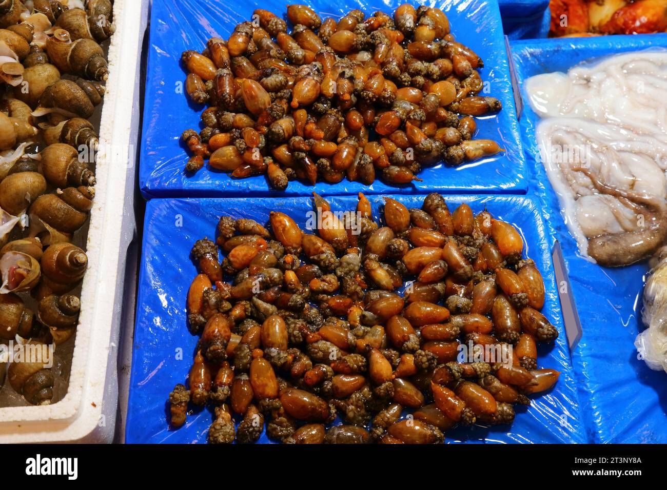 Fish market in Seoul, South Korea. Stalked sea squirts (Styela clava) - shellfish at Noryangjin Fish Market. Stock Photo