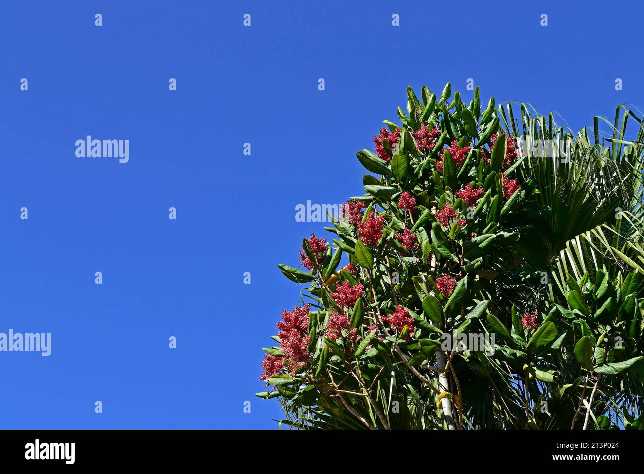 Red flowering ant tree (Triplaris americana) and blue sky in Sao Paulo, Brazil Stock Photo