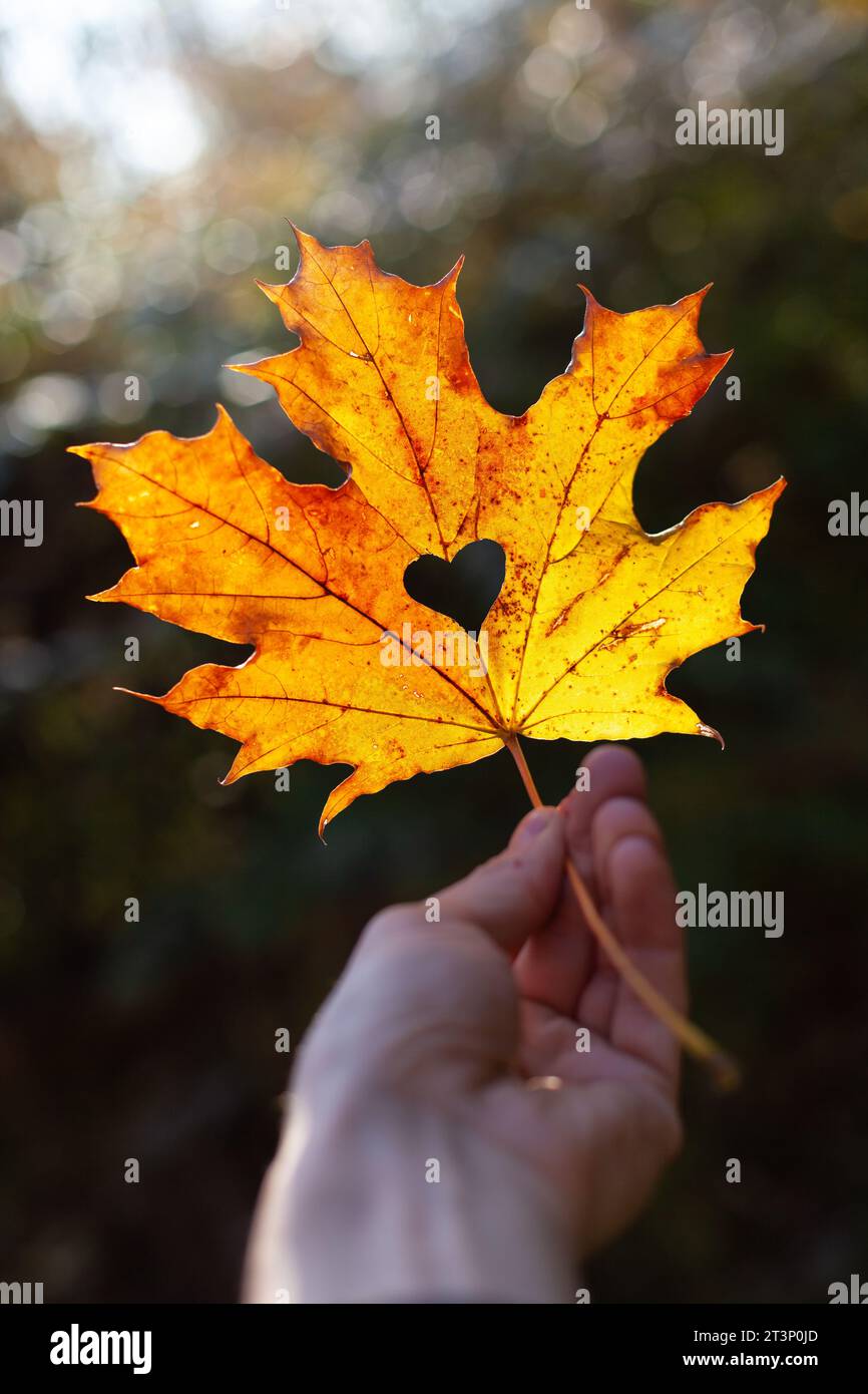 Herz in einem Ahornblatt im Herbst Zeichen der Liebe Stock Photo