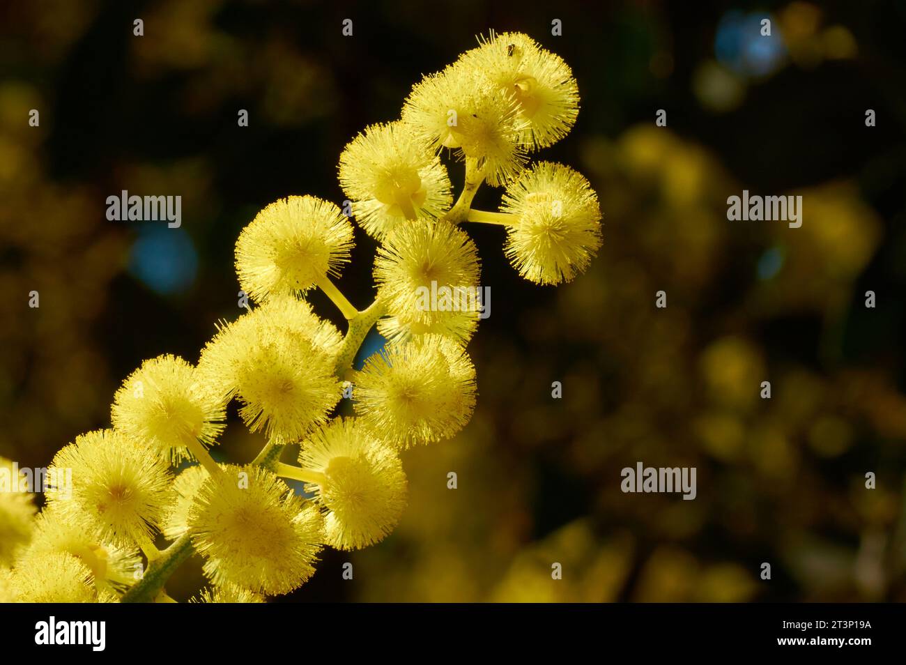 Close-up of the flowers of Glowing Wattle, Acacia celastrifolia, native to south-west Western Australia, backlit by sunlight in the Perth Hills. Stock Photo