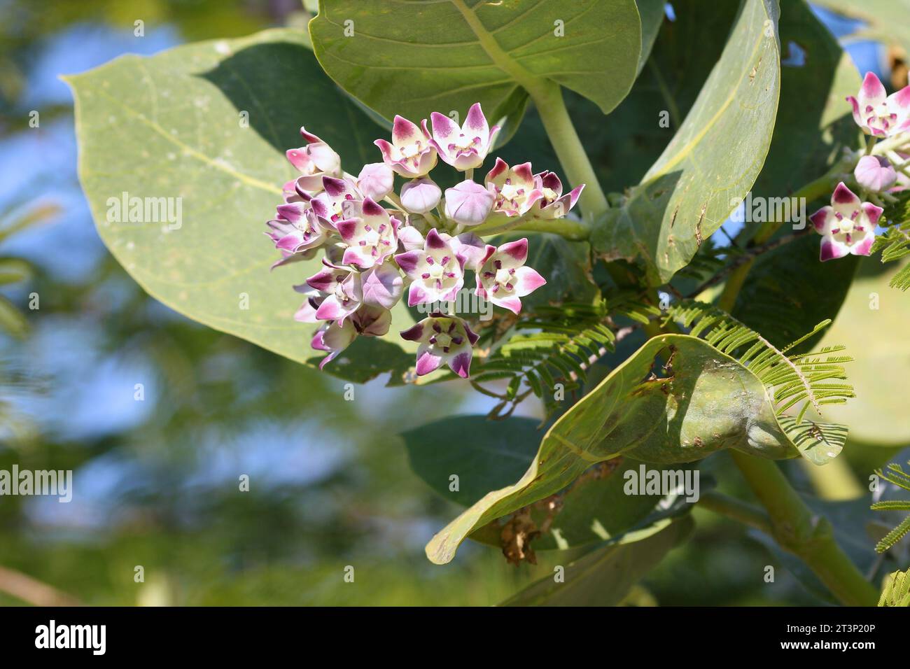 Sodom apple tree flowers (Calotropis procera). Tropical tree species in the family Apocynaceae in Cuba. Stock Photo