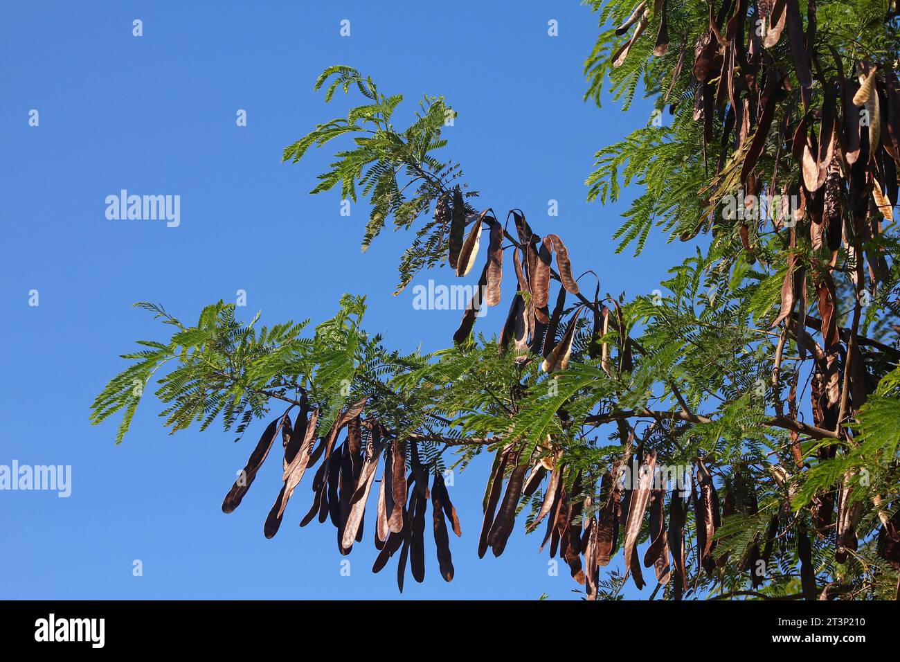 Jumbay mimosoid tree (Leucaena leucocephala). Tropical tree species in the family Fabaceae in Cuba. Seedpods and leaves. Stock Photo