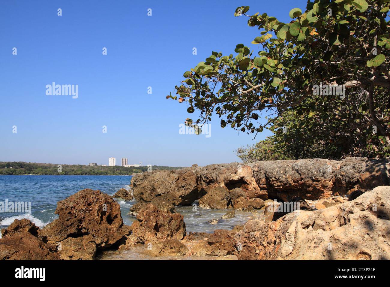 Coral rock coast in Cienfuegos, Cuba. Coccoloba uvifera trees, typical coastal species tolerant of salt. Stock Photo