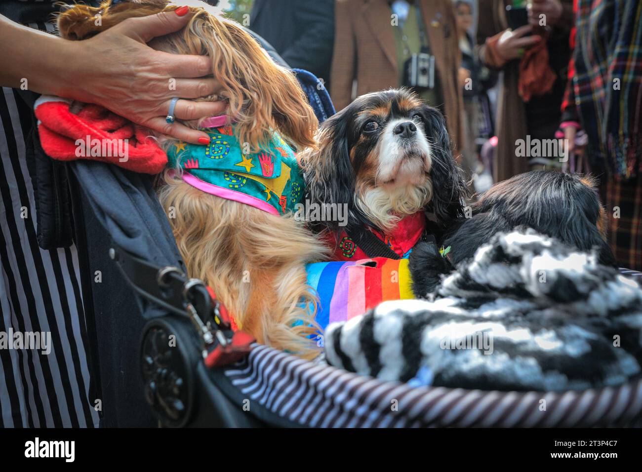 Cavalier king charles spaniels hires stock photography and images Alamy