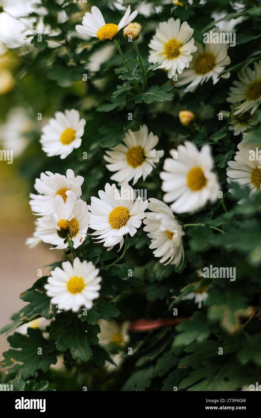 Matricaria chamomilla With white petals, yellow inflorescence and green stems. Summer garden flovers Daisy bush in outdoor flowerbed. High quality pho Stock Photo