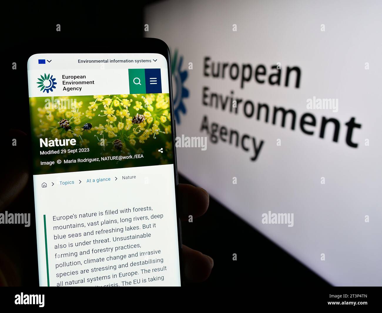 Person holding smartphone with web page of EU institution European Environment Agency (EEA) in front of logo. Focus on center of phone display. Stock Photo