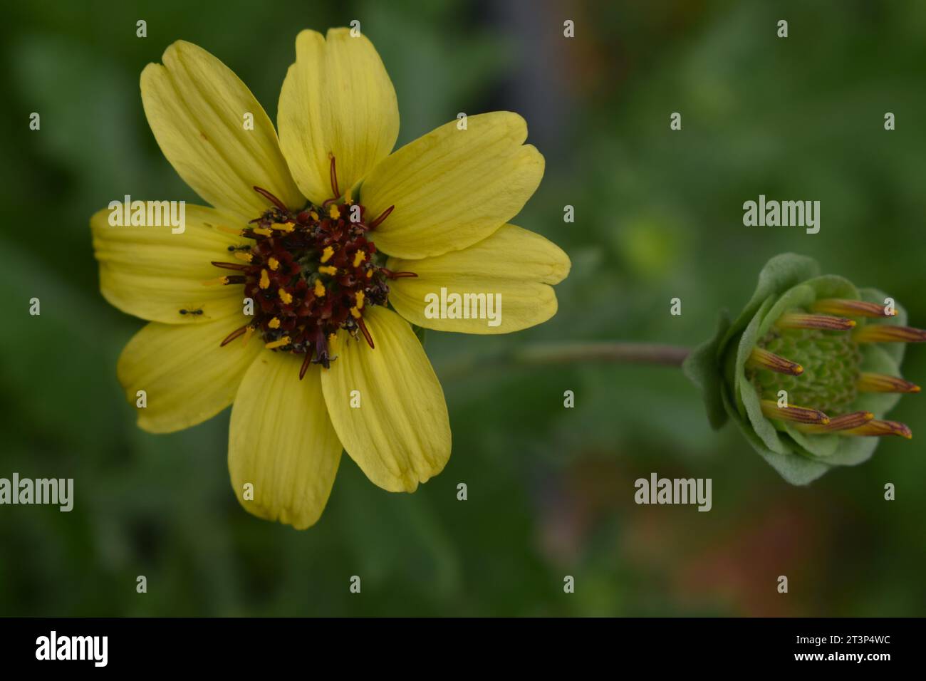 Chocolate Daisy (genus Berlandiera lyrata) (family Asteraceae), also known as chocolate flower, the green-eyed lyre leaf, or lyreleaf greeneye. Stock Photo