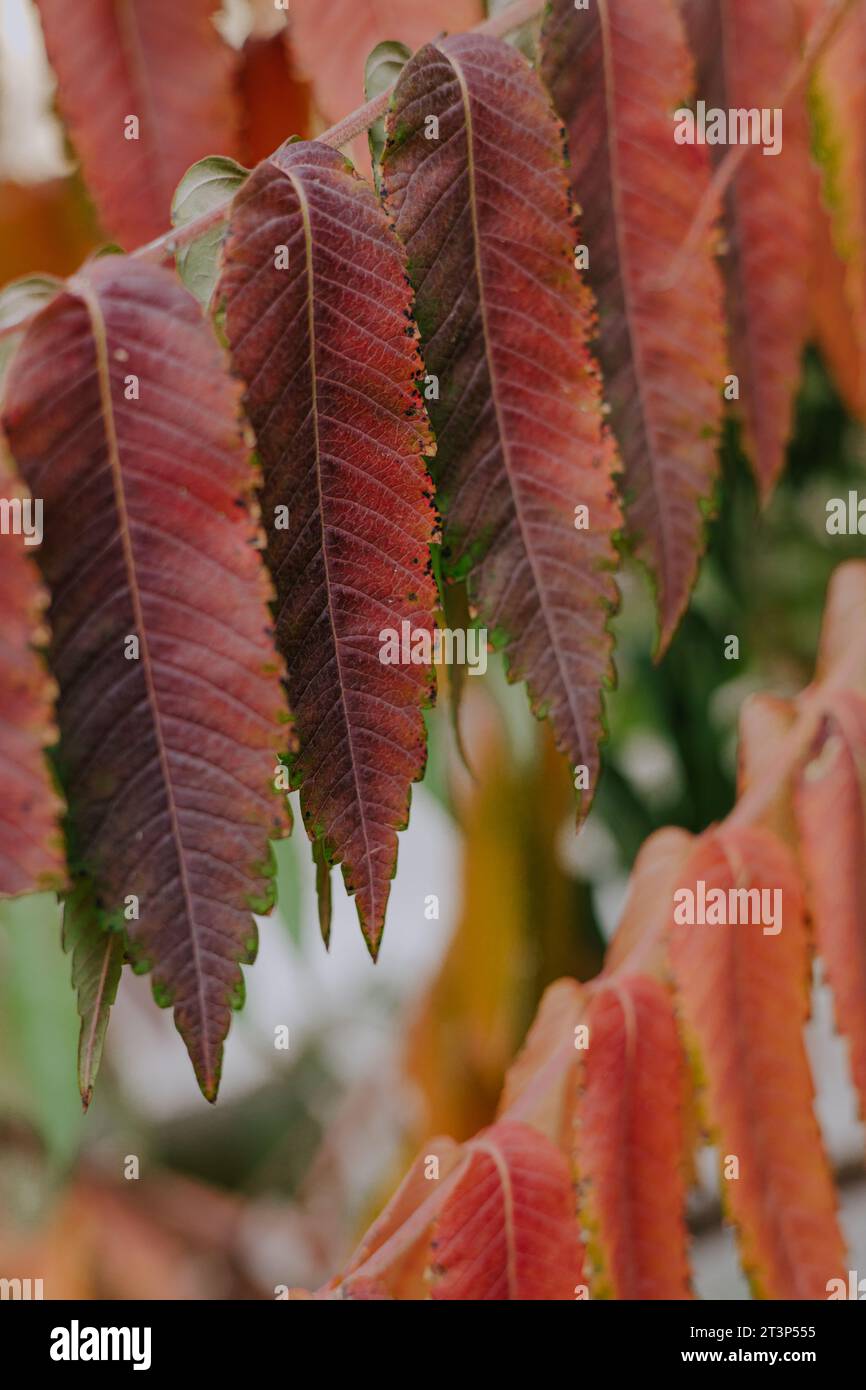 Dark red long sharp leaves on a tree branch. Autumn plants background selective focuse. Stock Photo