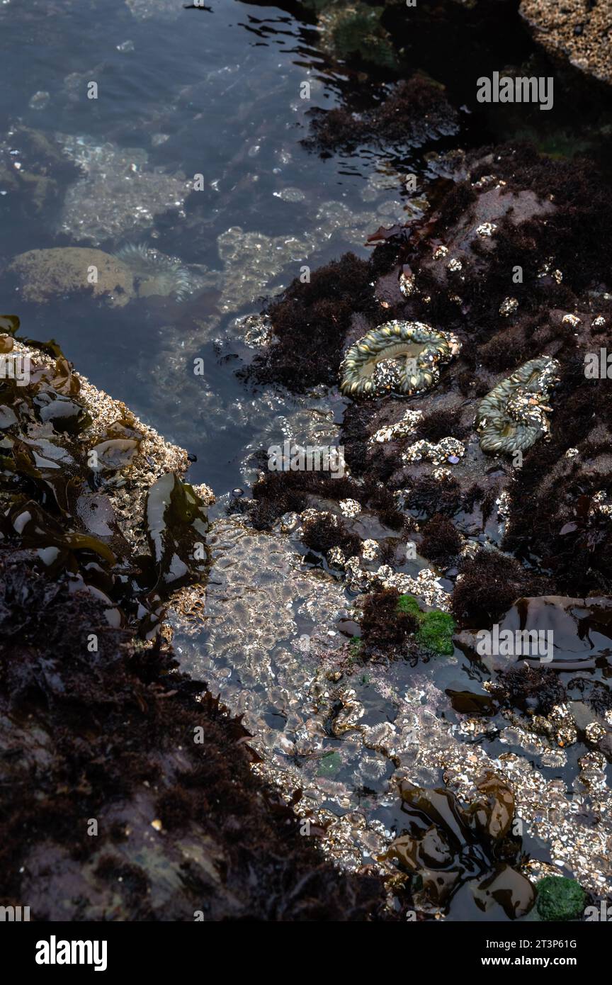 A tide pool with green aggregating anemones Stock Photo