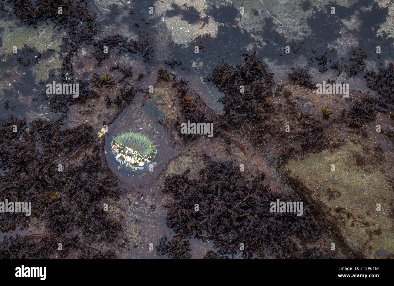 A tide pool with a green aggregating anemone Stock Photo