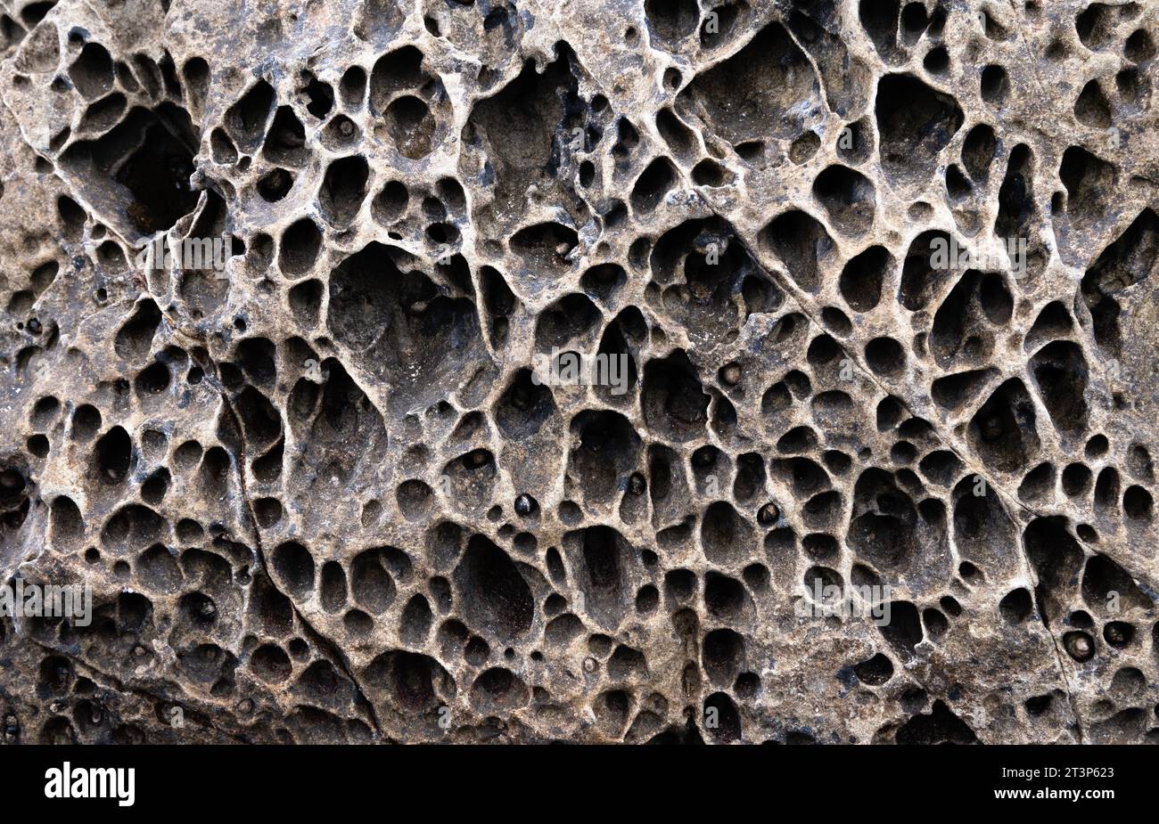 Textured gray rock structure with holes Stock Photo