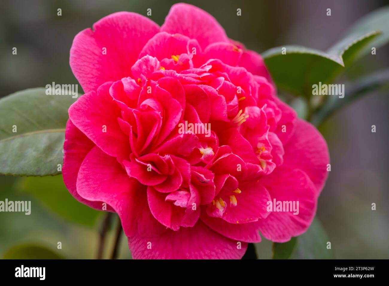 Middlemist Camelia-The rare plant, brought to Britain from China ...