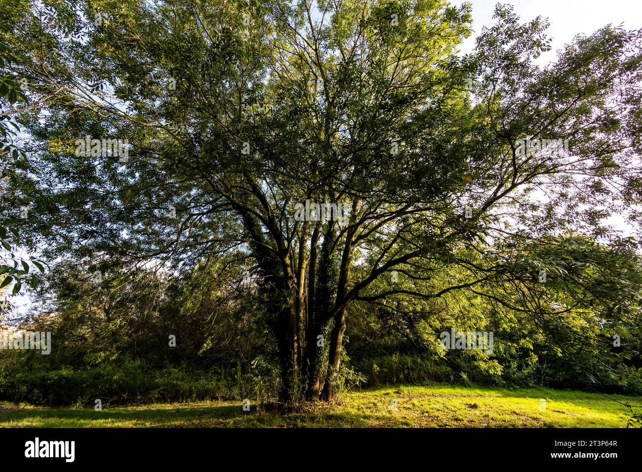 Tree planting uk zero hi-res stock photography and images - Alamy