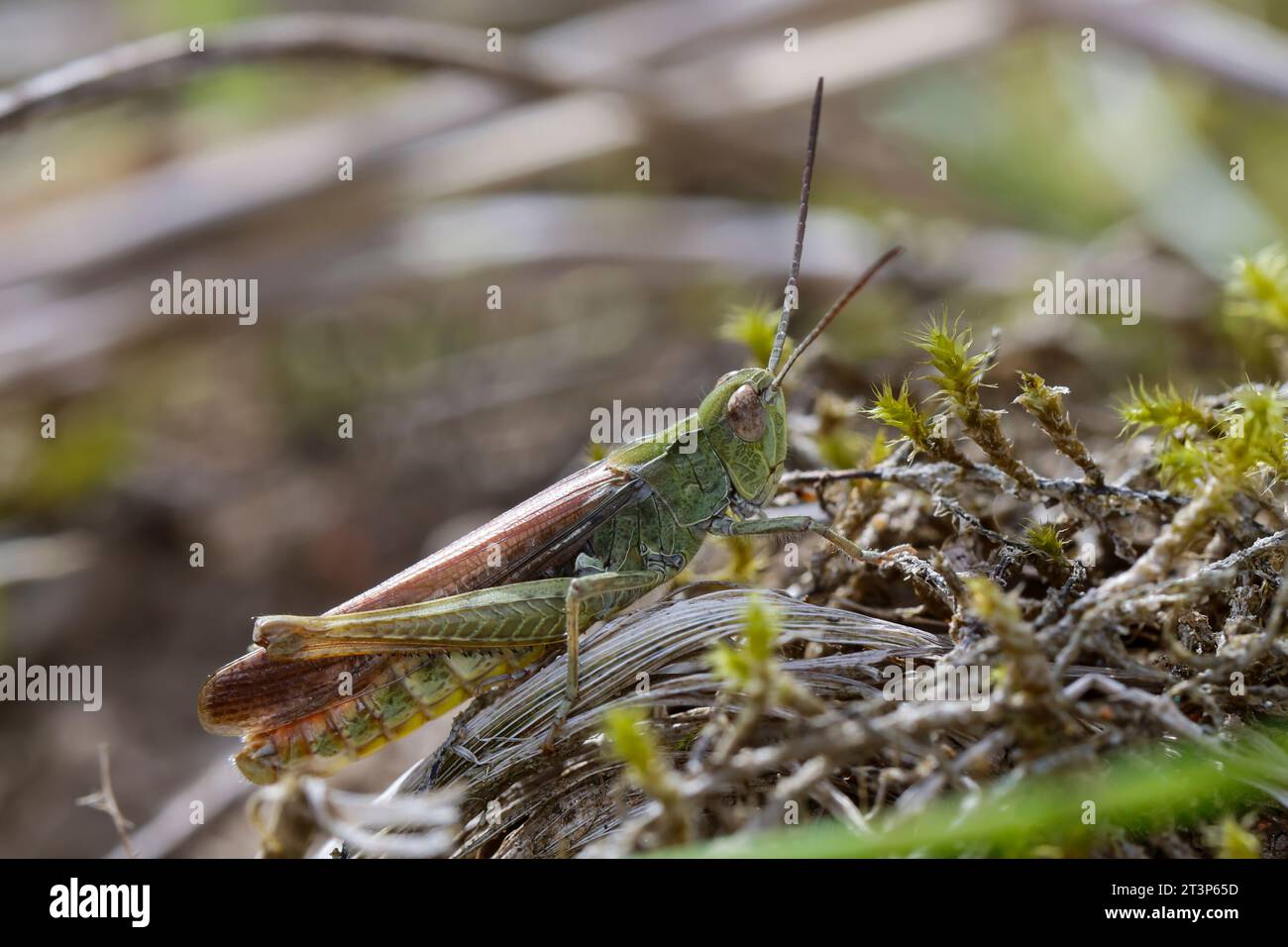 Brauner Grashüpfer, Feldheuschrecke, Männchen, Chorthippus brunneus, Glyptobothrus brunneus, Chorthippus bicolor, Stauroderus brunneus, field grasshop Stock Photo