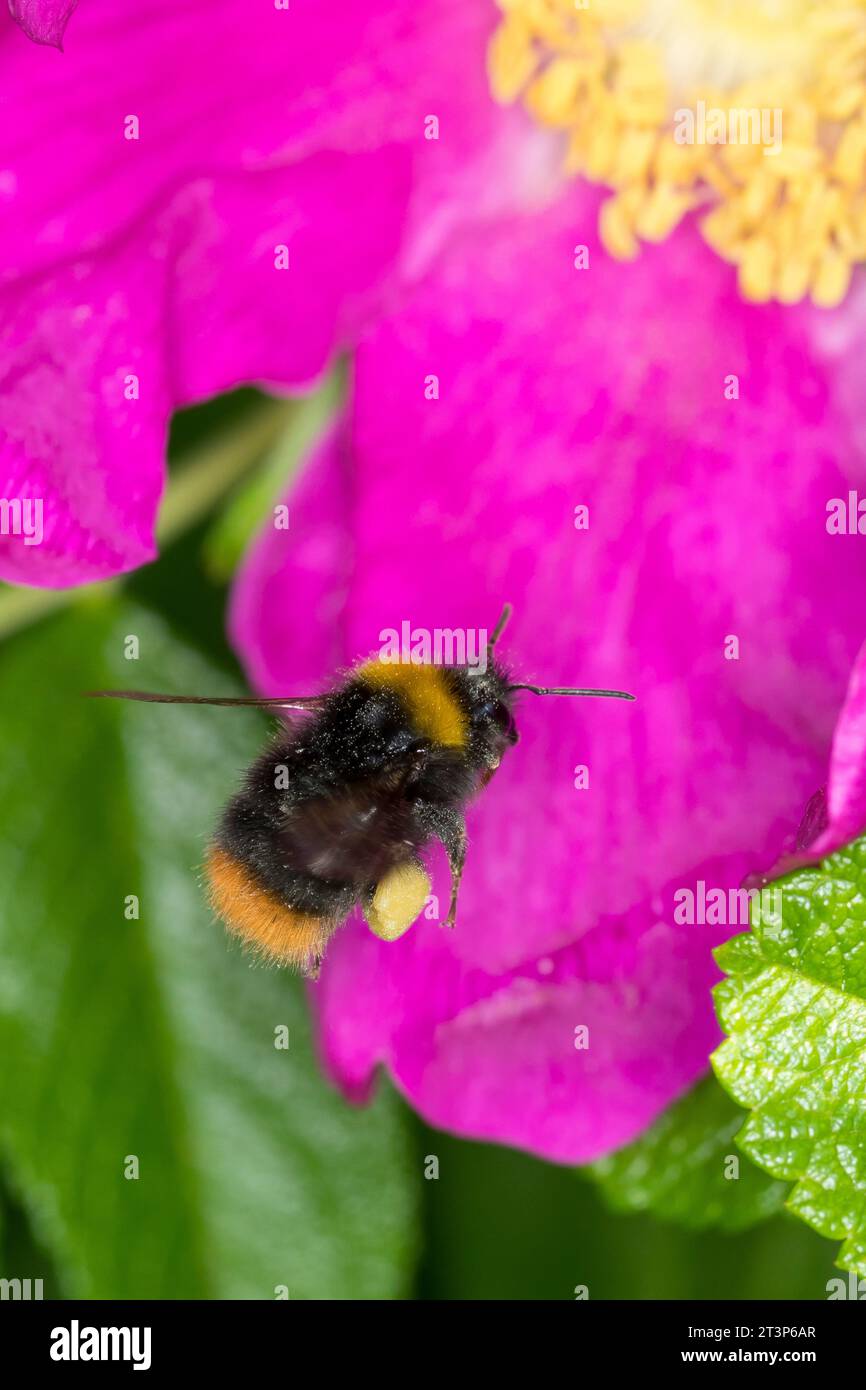 Wiesenhummel, Wiesen-Hummel, Hummel, Weibchen, Blütenbesuch an Kartoffelrose, Pollenhöschen, Flug, Anflug, Bombus pratorum, Pyrobombus pratorum, early Stock Photo