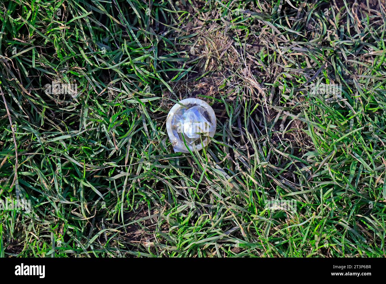 Unwrapped / perhaps used condom on grass. Cardiff. Taken Autumn 2023. October Stock Photo