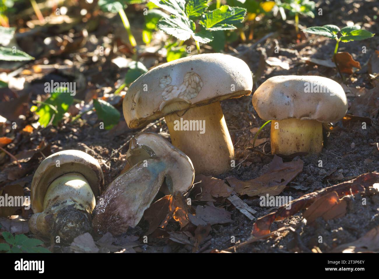 Wurzelnder Bitter-Röhrling, Wurzelnder Bitterröhrling, Bitterschwamm, Caloboletus radicans, Boletus radicans, Boletus albidus, rooting bolete or whiti Stock Photo