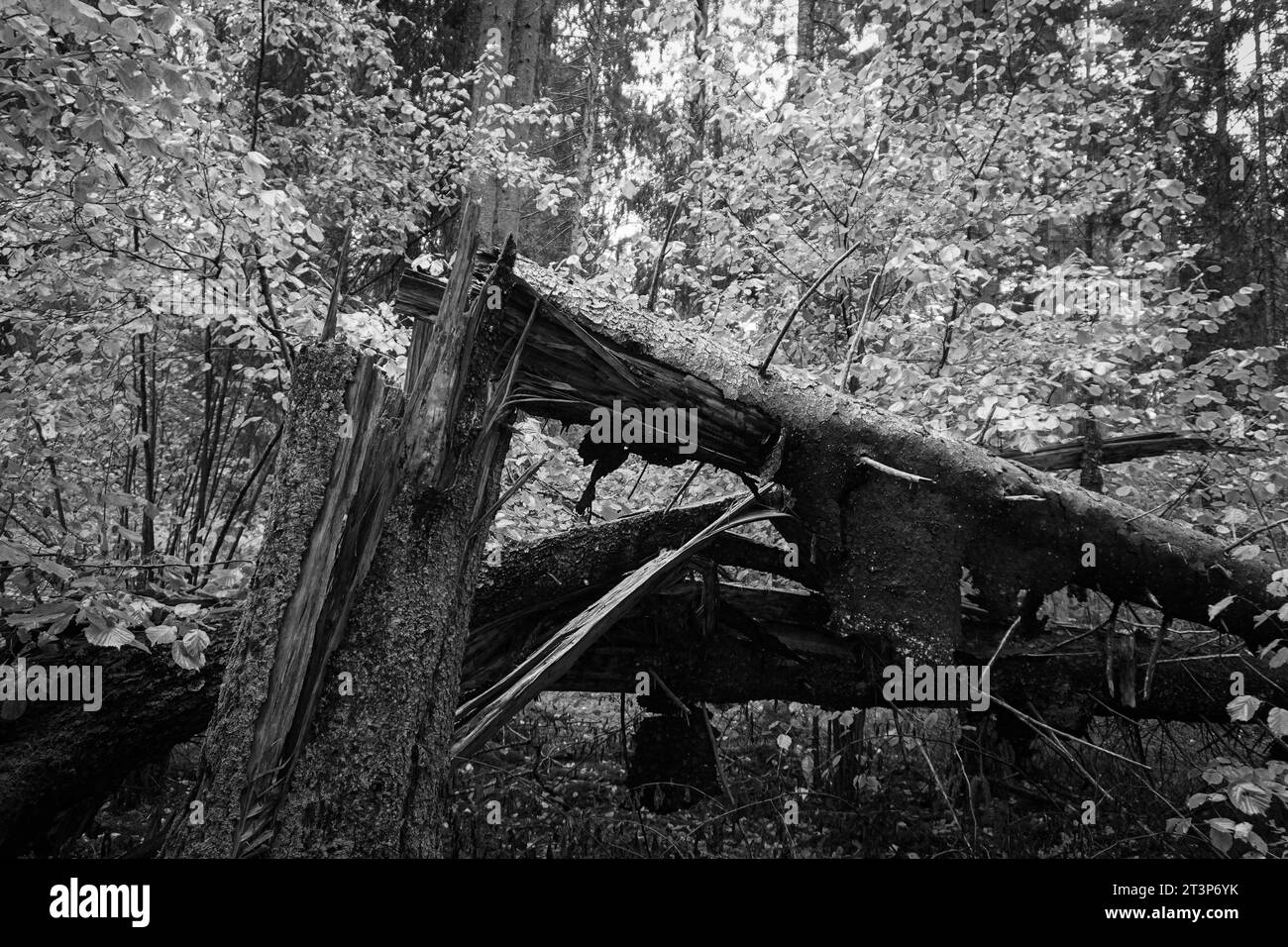 Photo of broken log Black and White Stock Photos & Images - Alamy