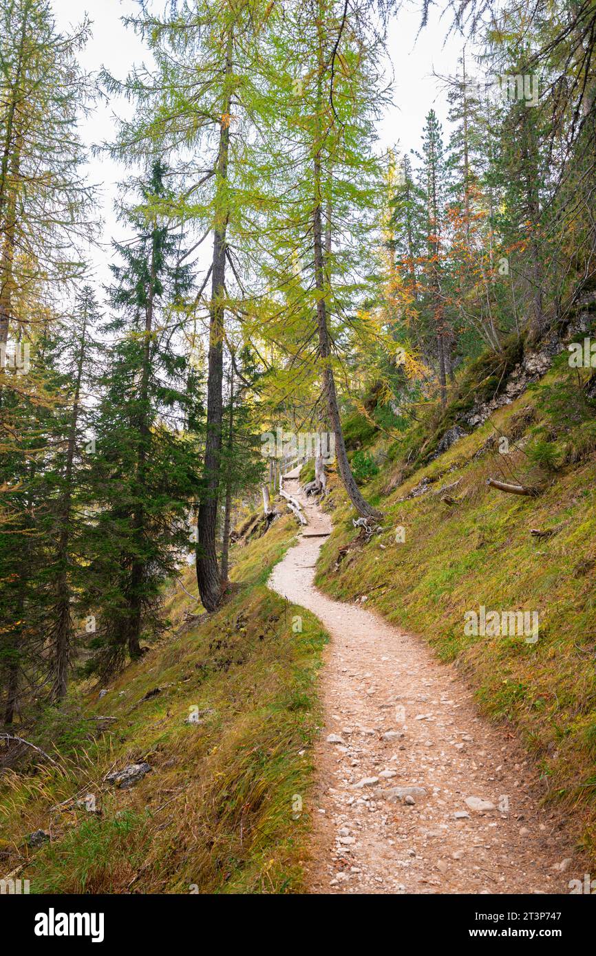 Hiking path among spruce and larch trees in the Ampezzo Dolomites, Italy. Stock Photo