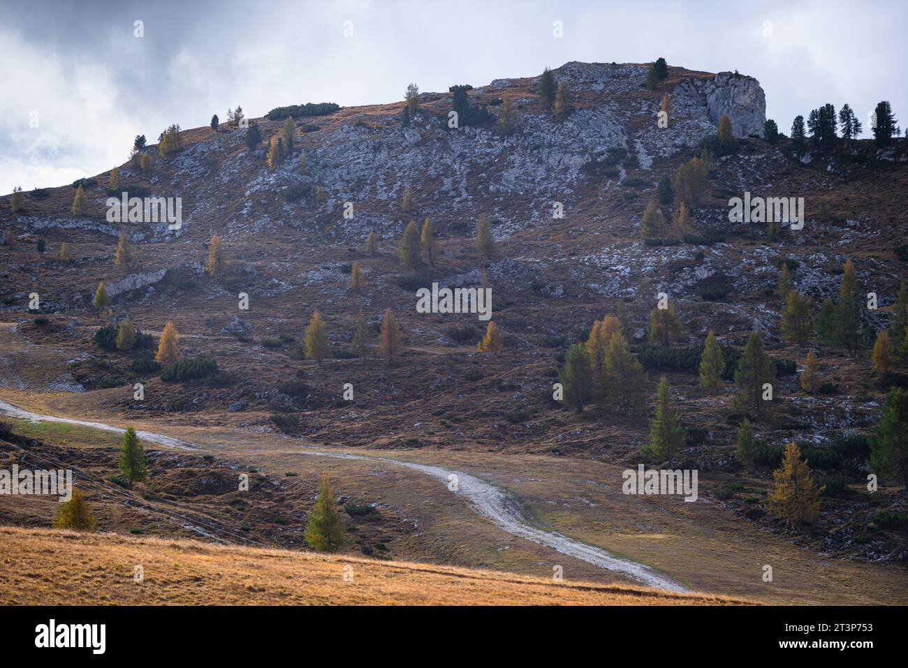 Golden larch trees on a mountain in the Dolomites Stock Photo - Alamy