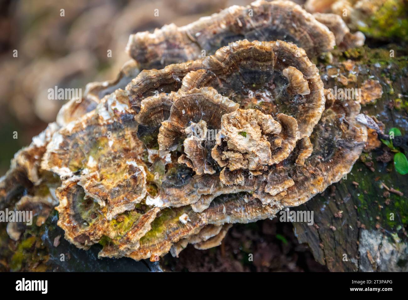 Fungus growing on tree stump in Highgate wood, London Stock Photo