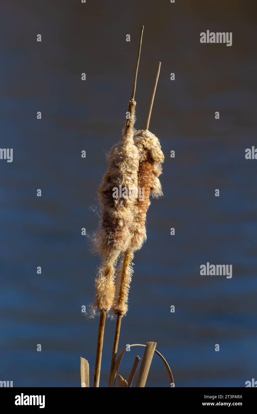 Cattails bulrush Typha latifolia beside river. Closeup of blooming ...