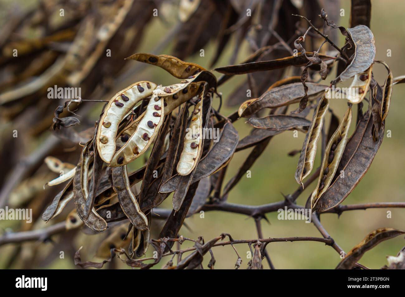 Black locust seeds hanging and dry so that the black seed fall out. Black locust seed pods. Stock Photo
