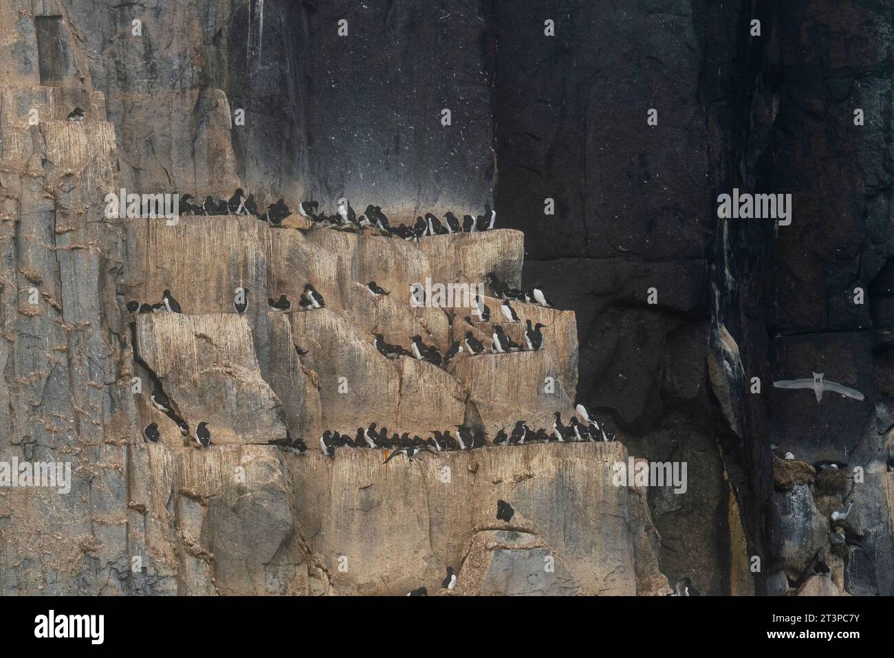 Bruennich's Guillemots (Uria lomvia), Alkefjellet, Spitsbergen, Svalbard Islands, Norway. Stock Photo