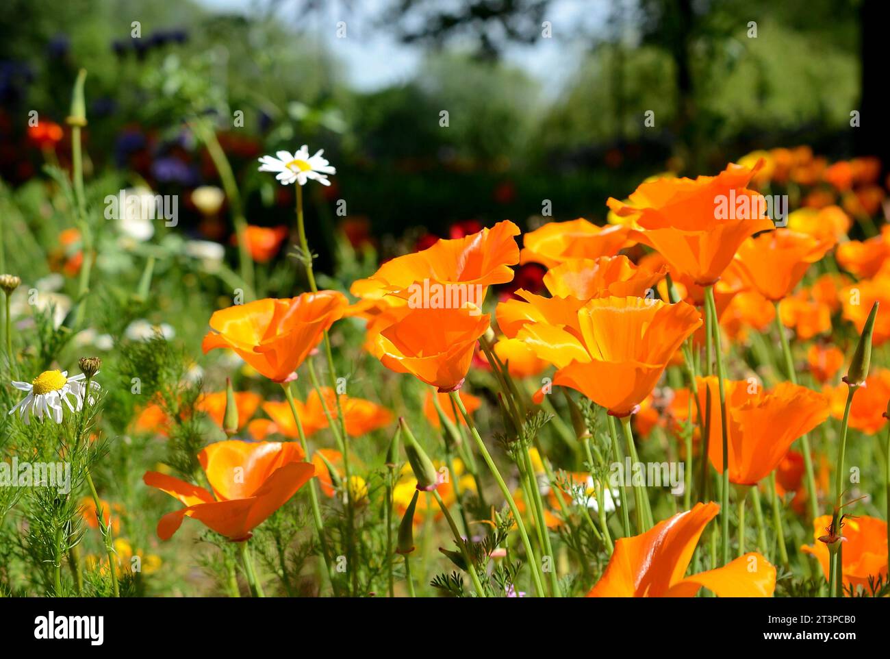 A selection of spring flowers at a road traffic island in Warwickshire. Stock Photo