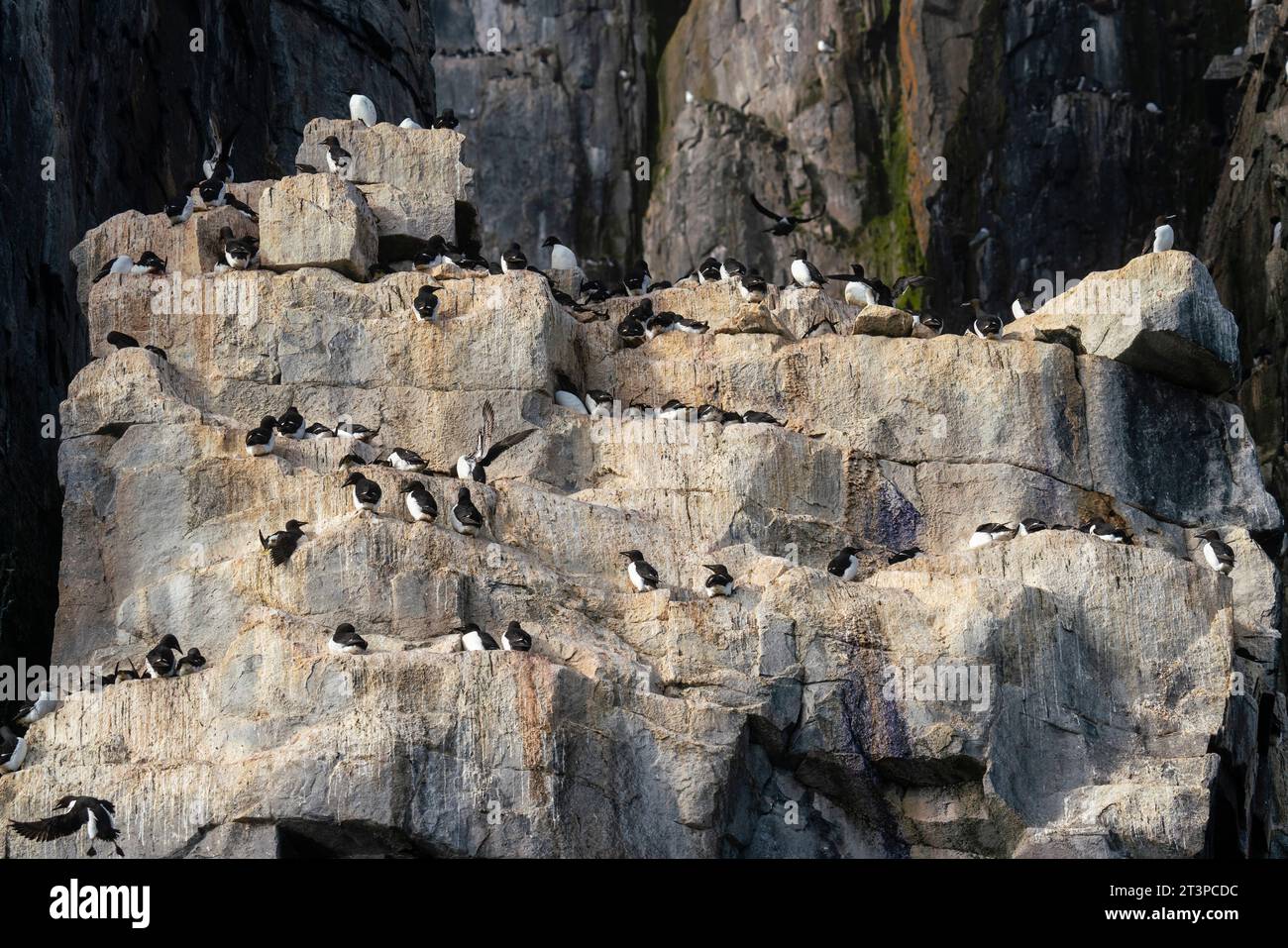 Bruennich's Guillemots (Uria lomvia), Alkefjellet, Spitsbergen, Svalbard Islands, Norway. Stock Photo